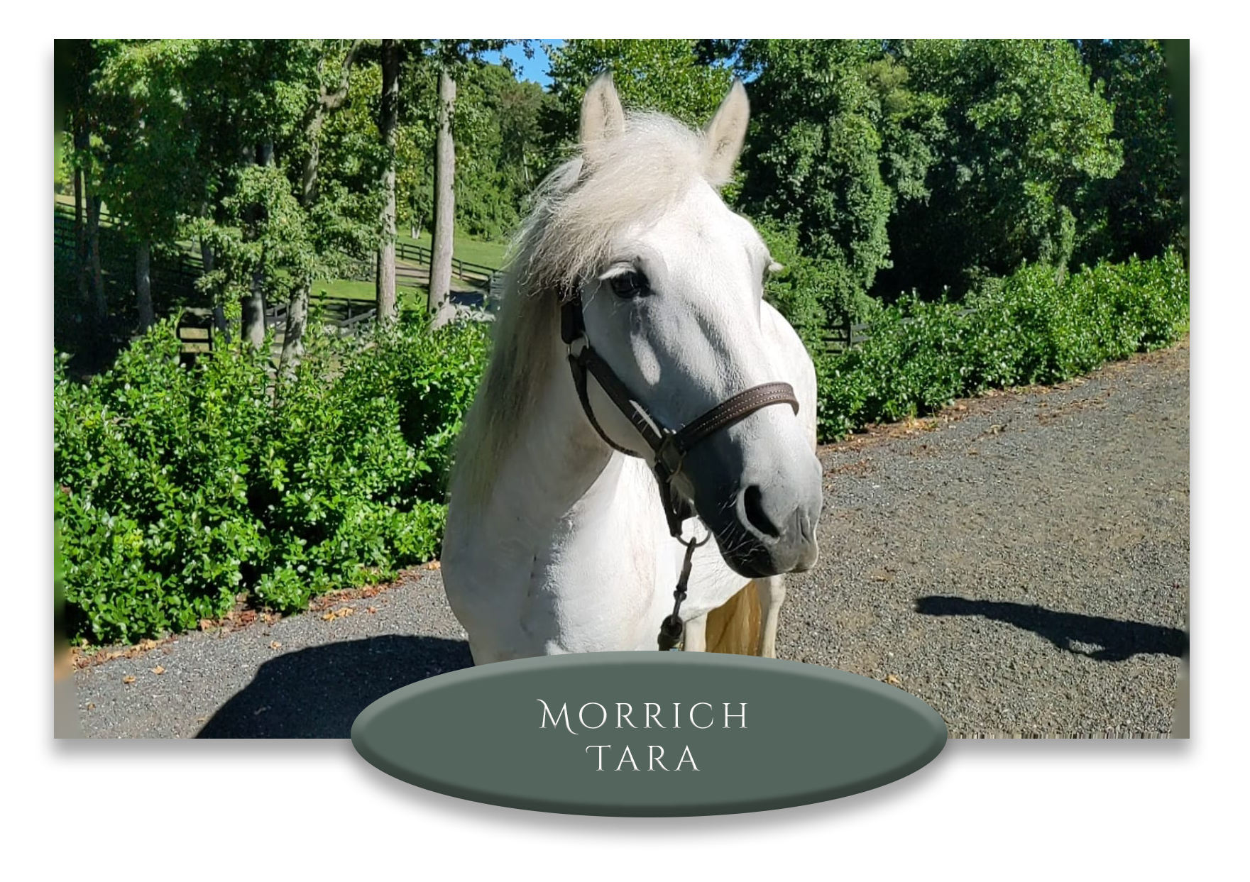 A white horse with a gray mane standing outdoors on a gravel path, surrounded by lush green trees and bushes. There is a wooden fence and a grassy area in the background. The horse is wearing a dark halter and is looking towards the camera. The image includes a label at the bottom with the text "MORRICH TARA."