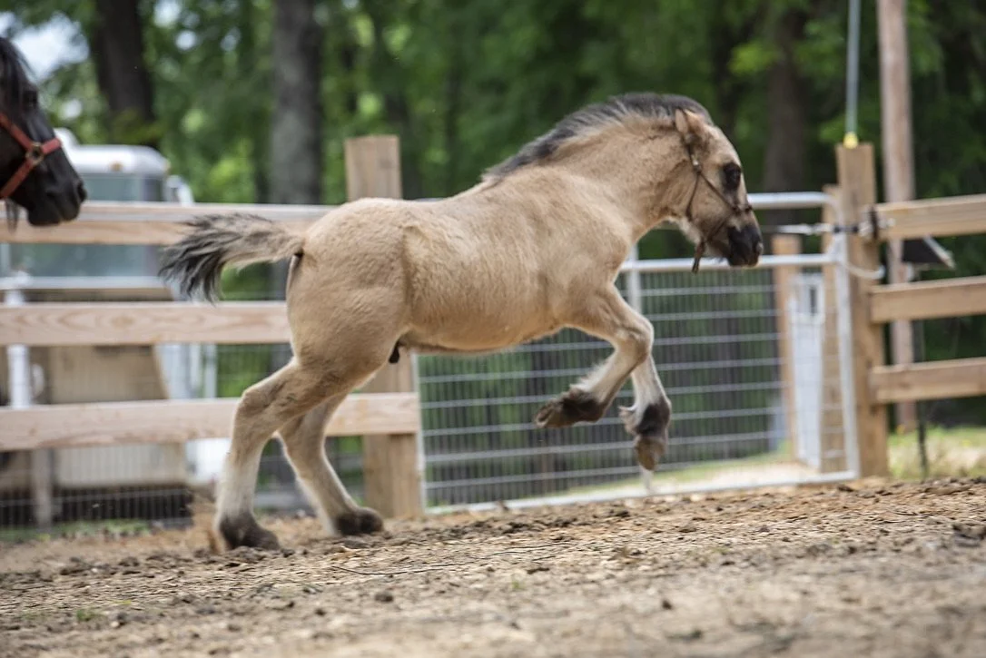 A small goat running on dirt ground in a fenced enclosure with trees in the background.