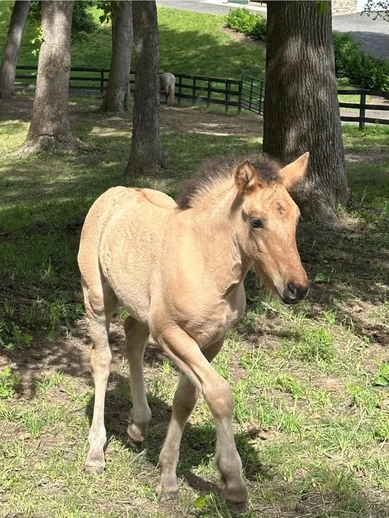 A young foal stands in a grassy area under trees in a park.