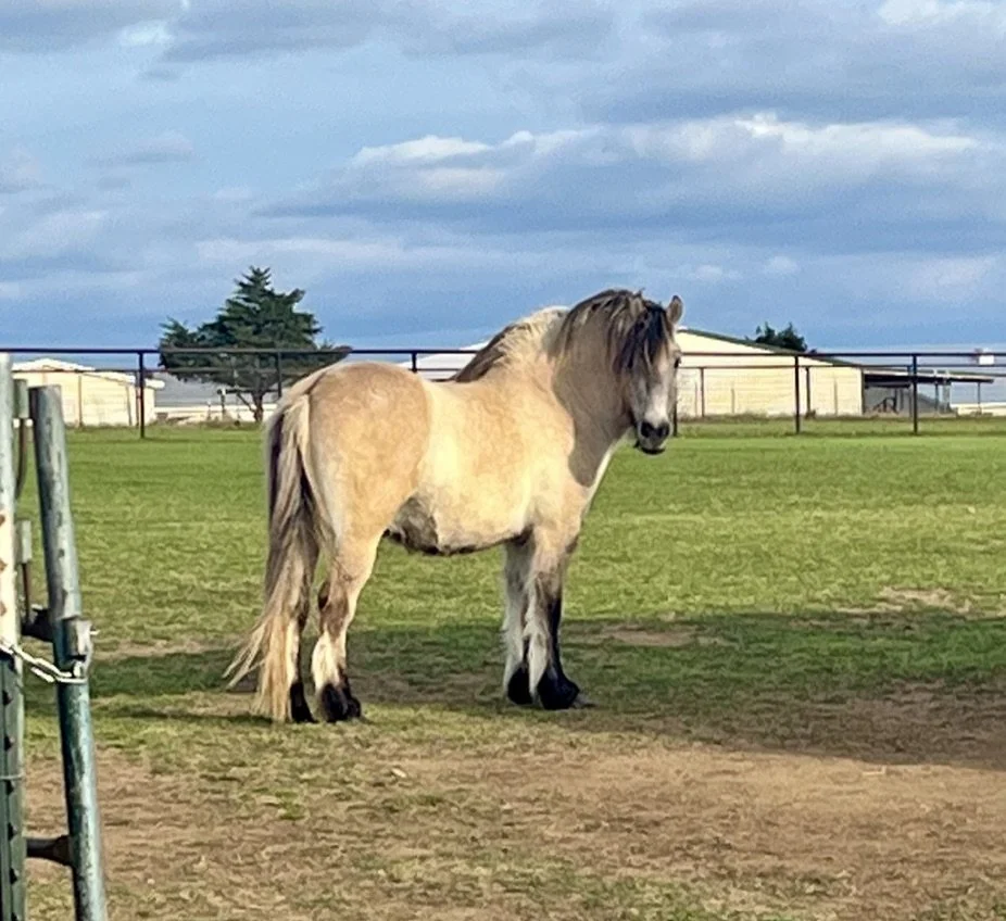 A light-colored horse with a long mane standing on a grassy field, with a cloudy sky and some trees and buildings in the background.