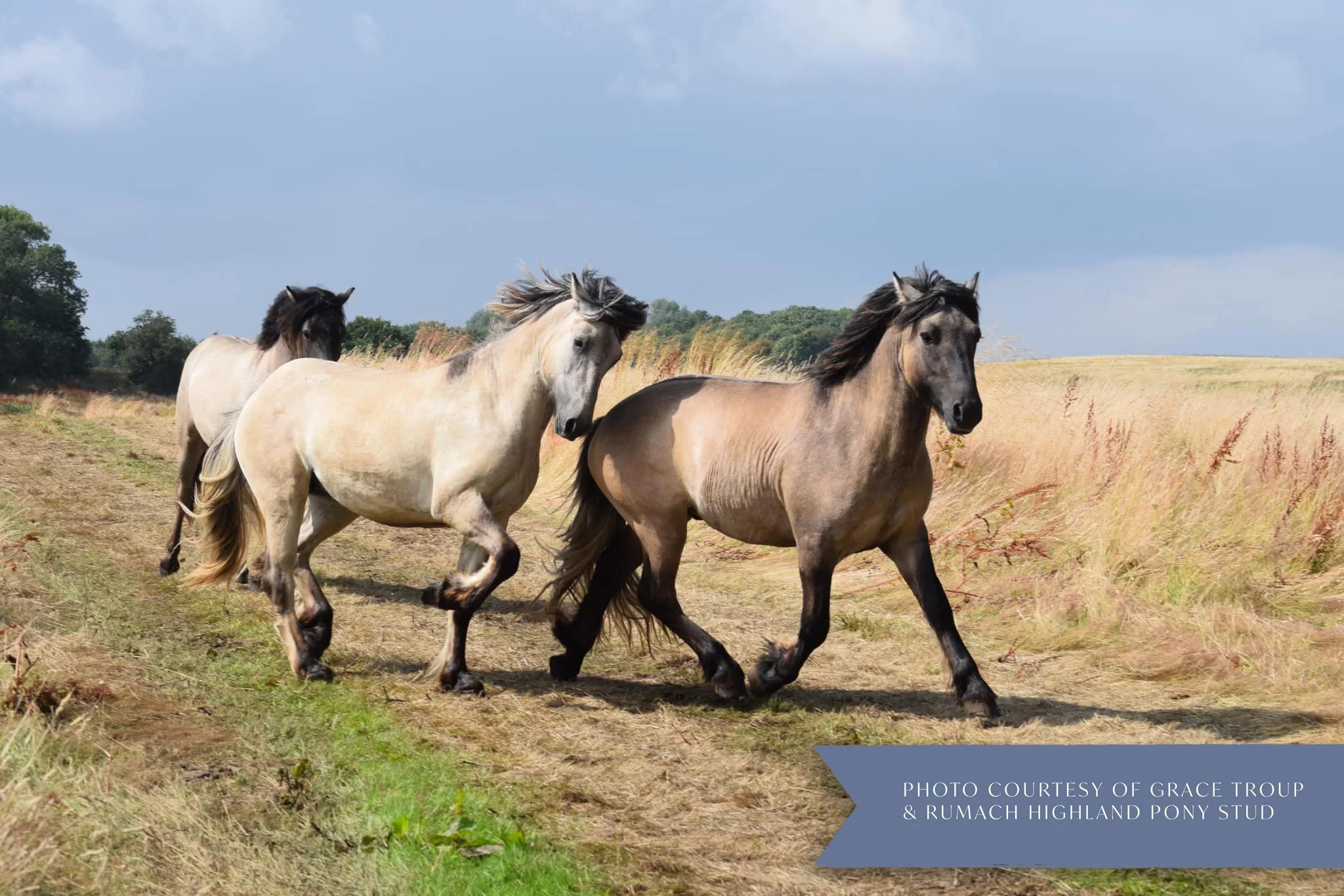 Three horses galloping in an open grassy field with trees and hills in the background under a partly cloudy sky.