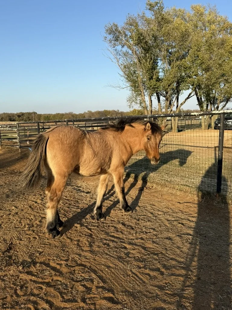 A brown pony standing on dirt ground within a fenced area, with trees and a clear blue sky in the background.