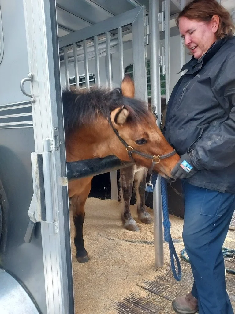 A woman groomer with short red hair in a black jacket and blue pants is petting a brown and black horse inside a horse trailer.