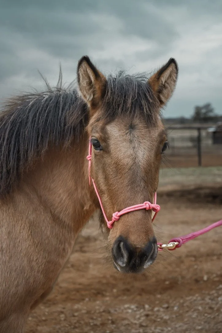 Close-up of a brown horse with a black mane, wearing a pink halter, standing outdoors on a cloudy day.