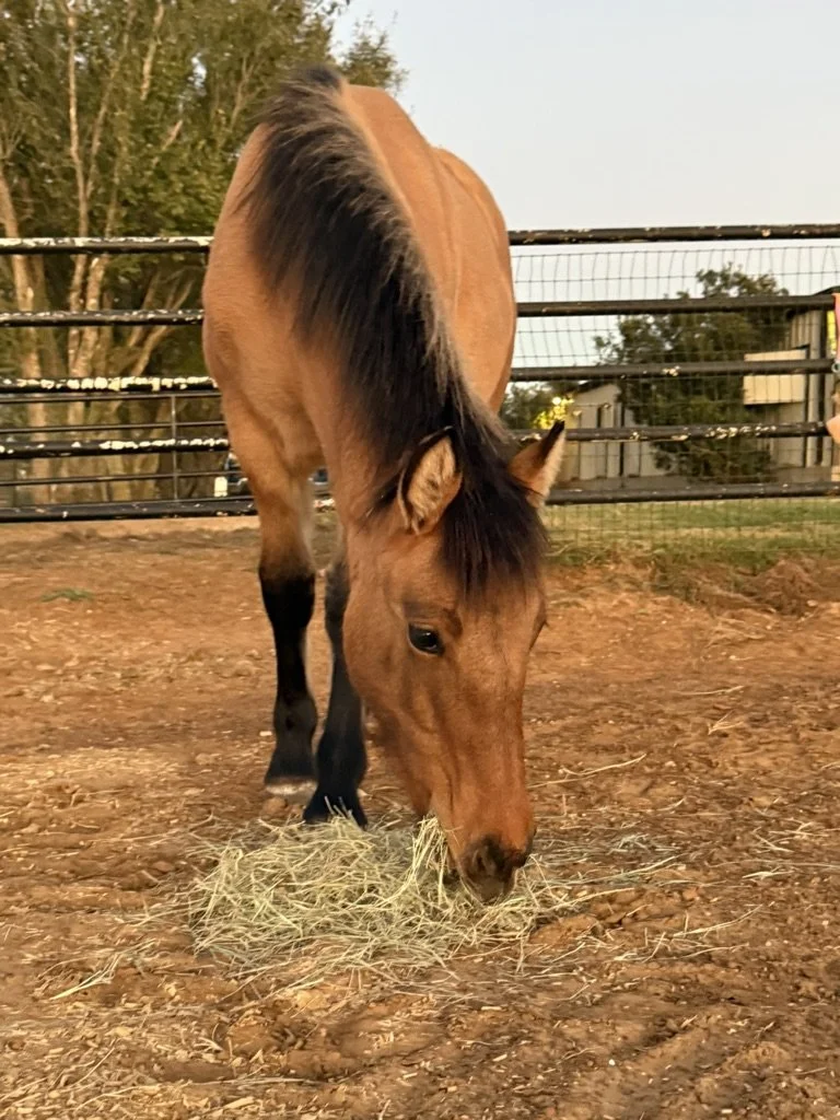 A brown horse with a dark mane is eating hay in a paddock with a dirt ground, fencing, trees, and sky visible in the background.