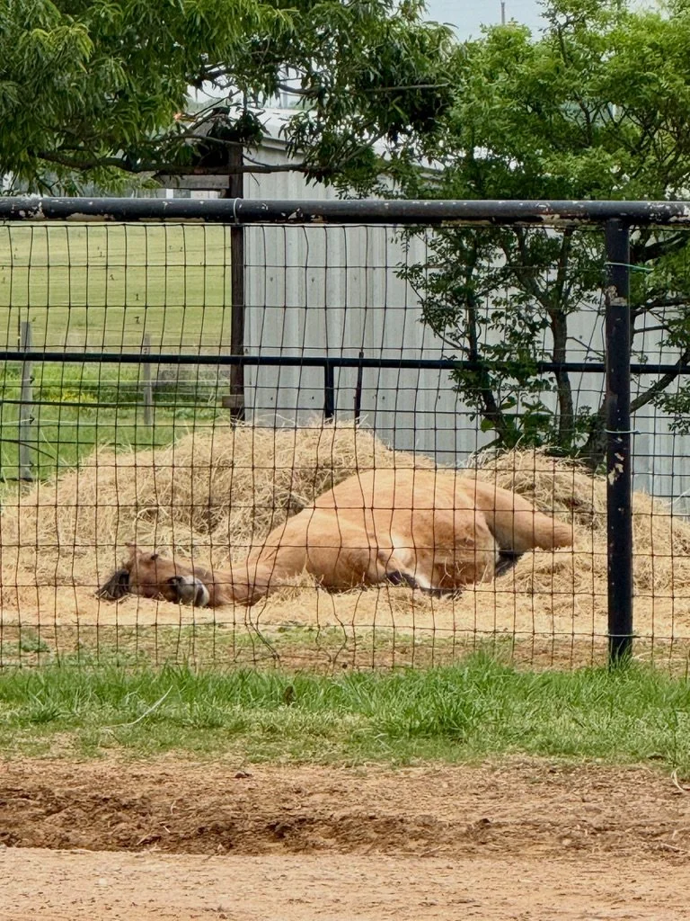 A lioness lying down and resting in her enclosure with a golden retriever puppy lying next to her.