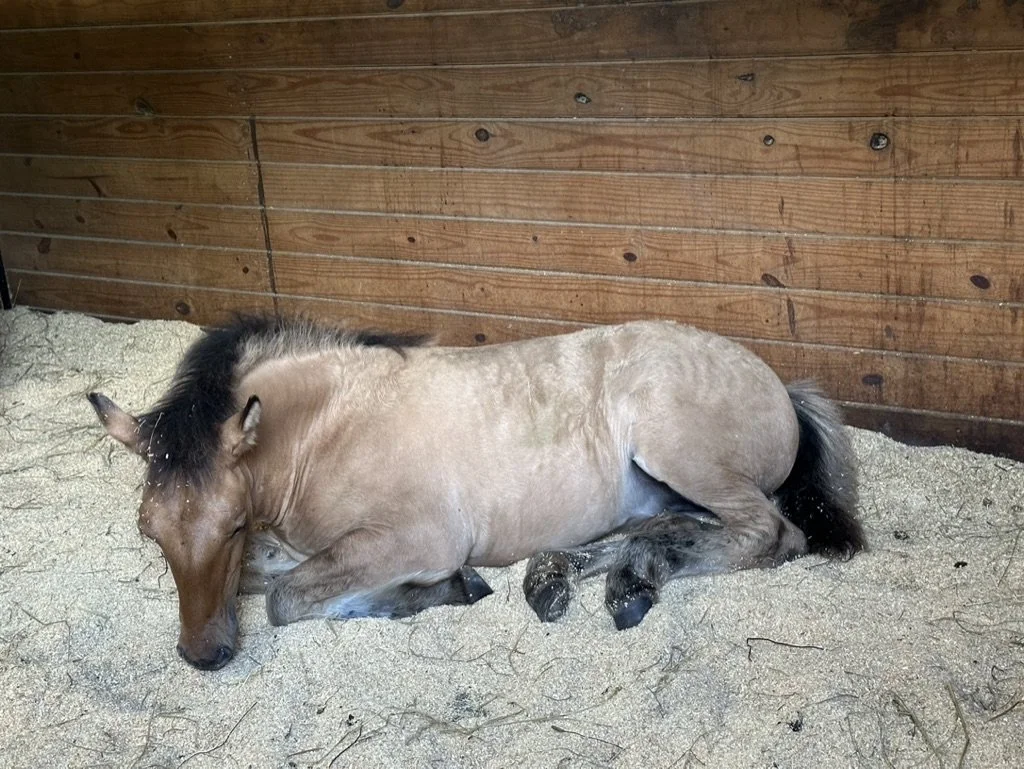A small brown foal sleeping on a bed of straw or sawdust inside a wooden stall.