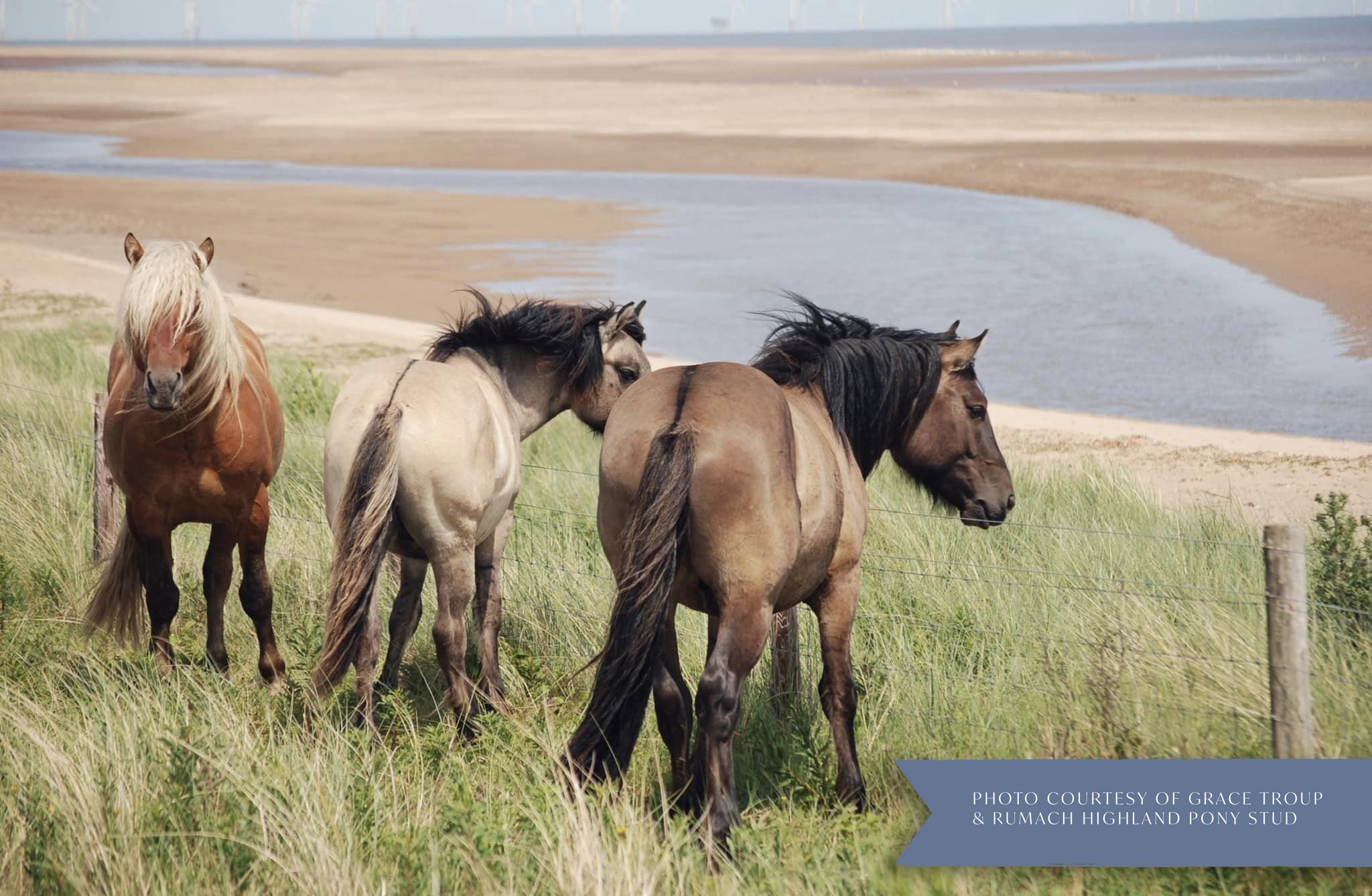 Four horses standing in a grassy field near a body of water with dunes in the background. Highland pony. Conservation grazing.