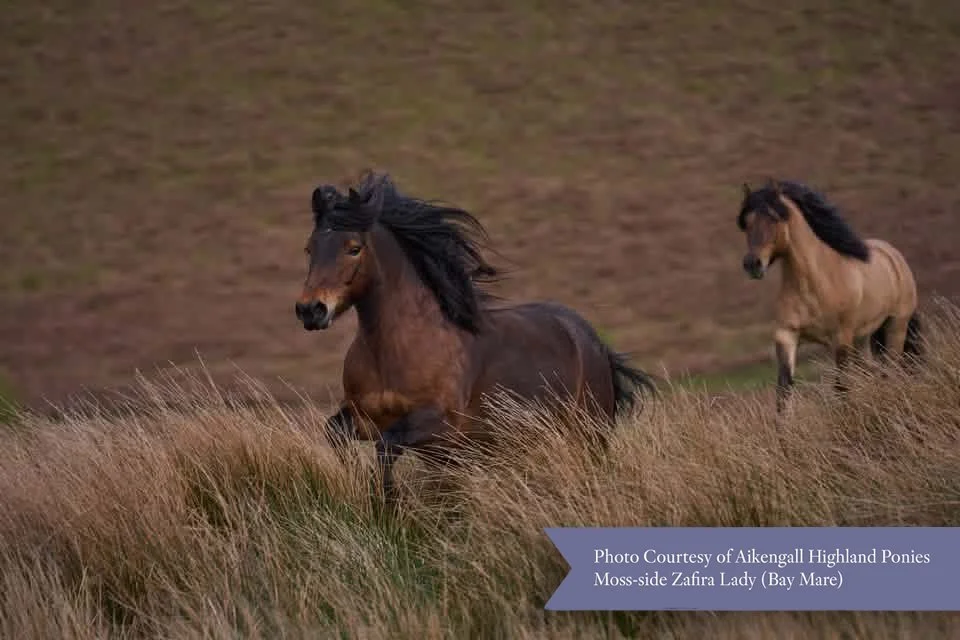 Two horses running in a field of tall grass with hillside in background.