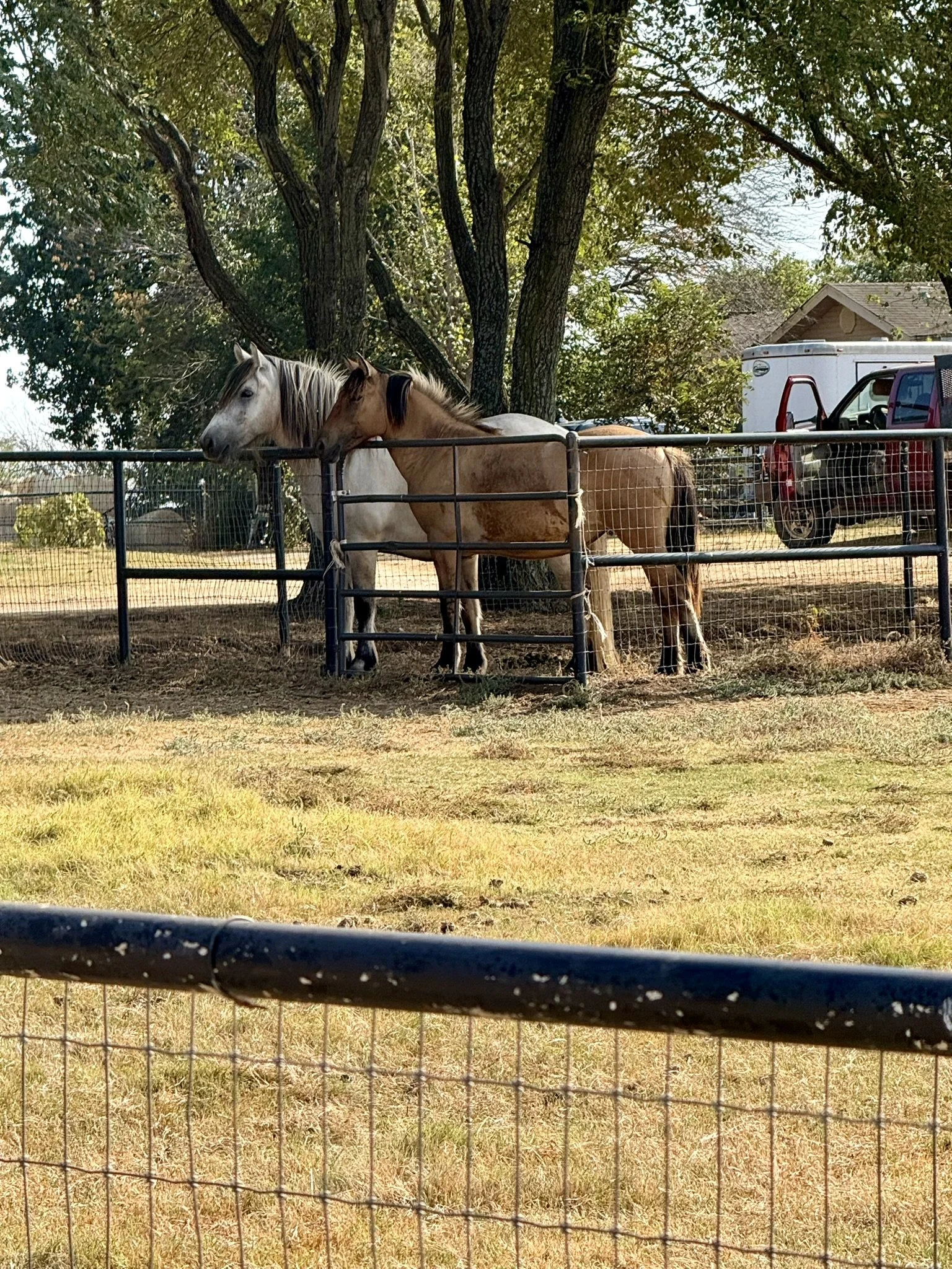 Two horses standing behind a black metal fence in a grassy area with trees and a house in the background.