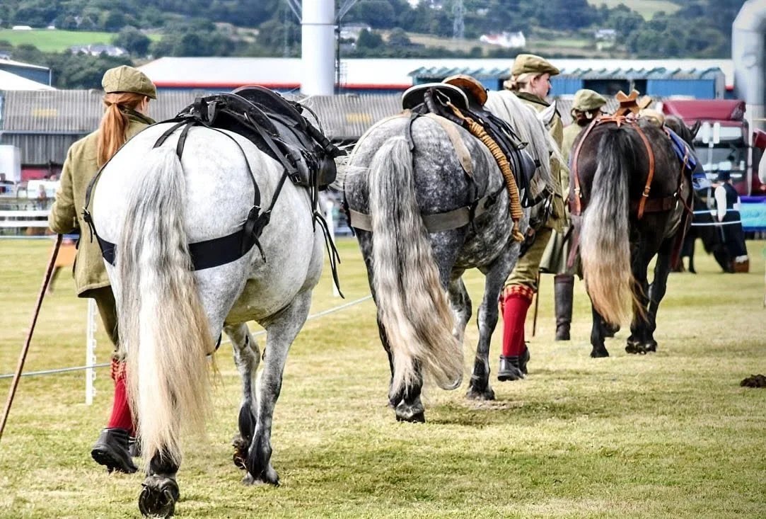 Four horses with saddles and riders in military uniforms standing on a grass field at an outdoor event.