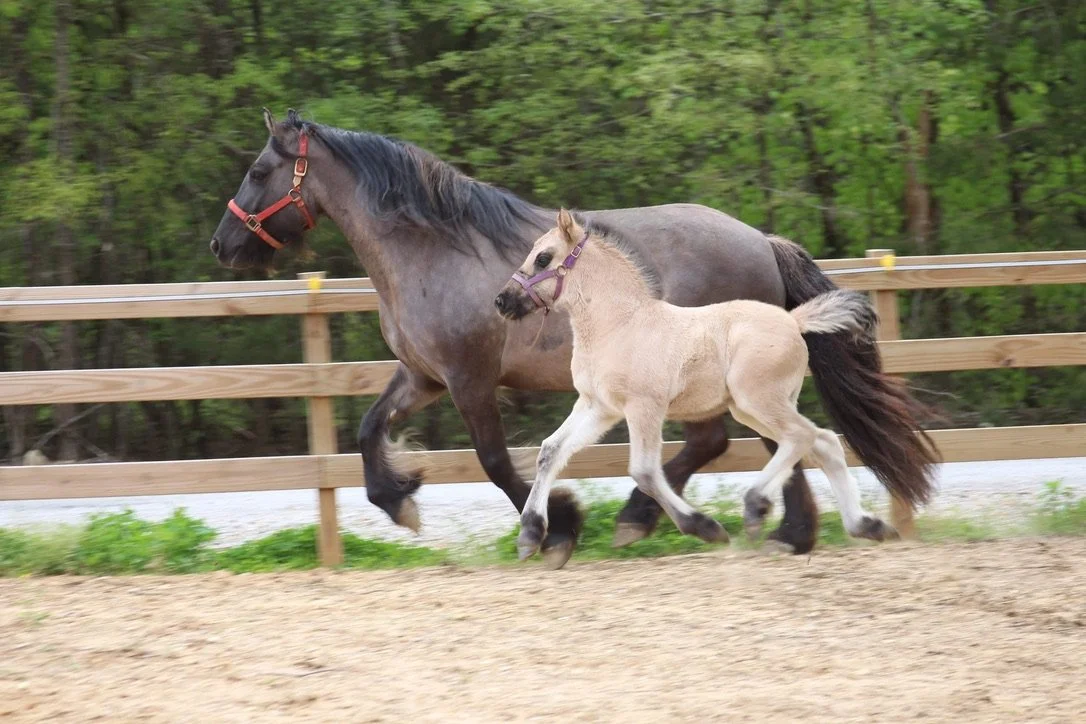 A black adult horse and a light-colored foal running together on a dirt path within a fenced area, with green trees in the background.