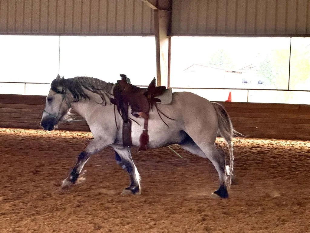 A horse with a rider inside an indoor riding arena with wooden walls and windows, during daytime.