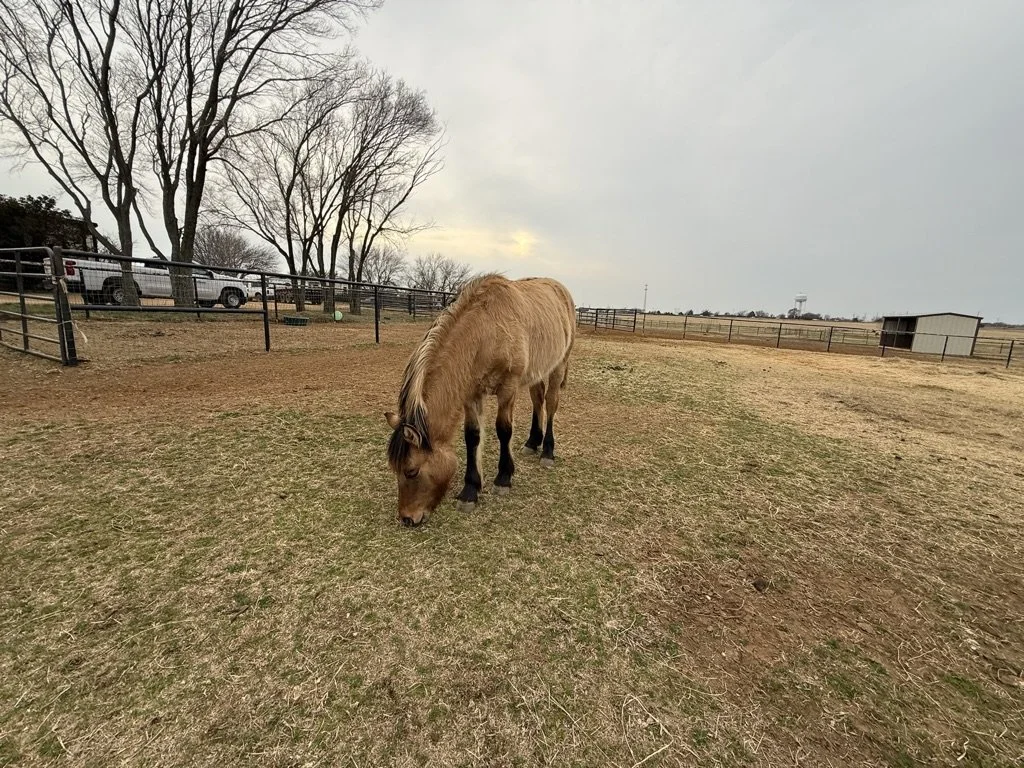 A small light-brown pony with a dark mane grazing on sparse grass in an outdoor fenced area with leafless trees and a cloudy sky.