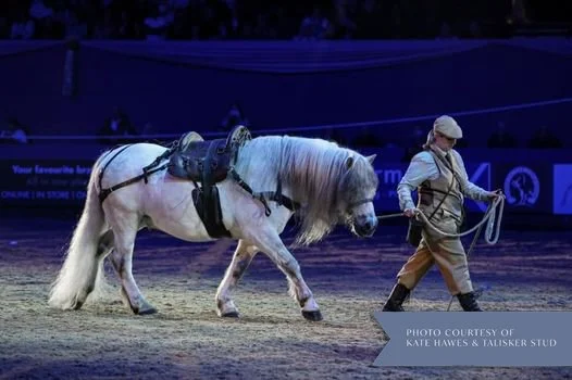 A person leading a white horse in an arena during a performance or show. Highland pony. Deer stalking. HOYS.