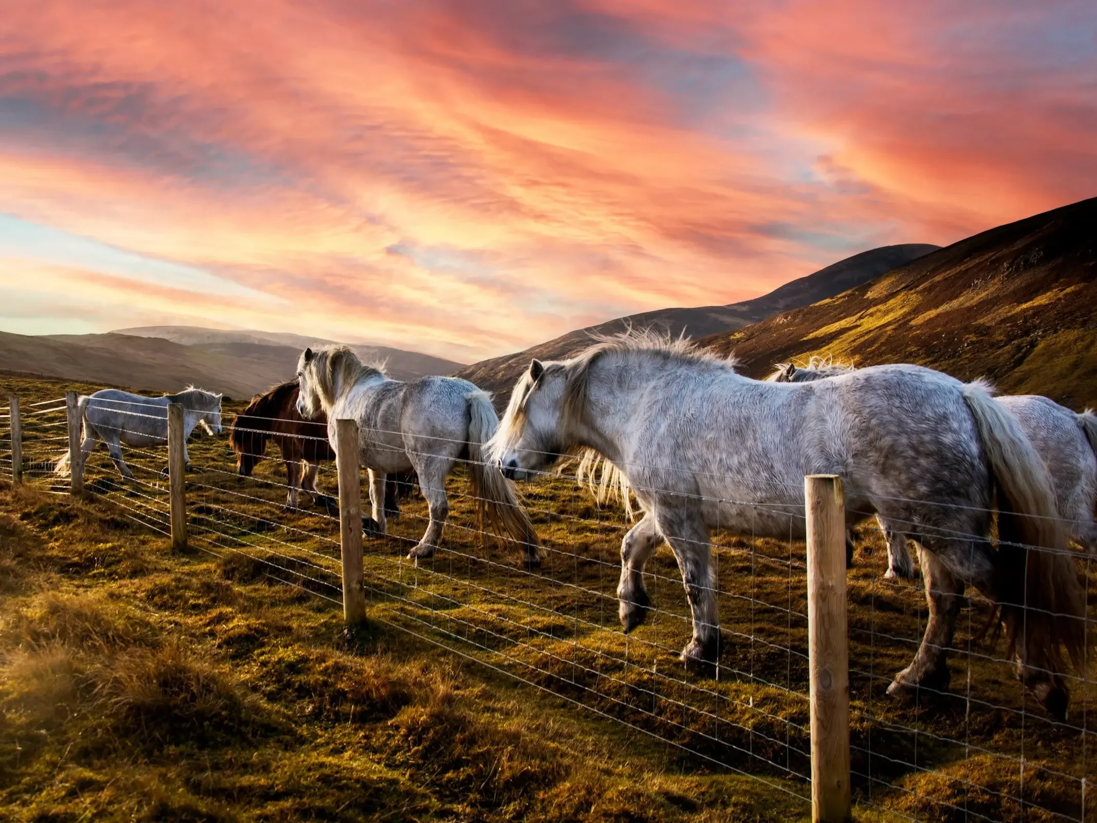 Horses grazing in a field at sunset with colorful clouds in the sky and mountains in the background.