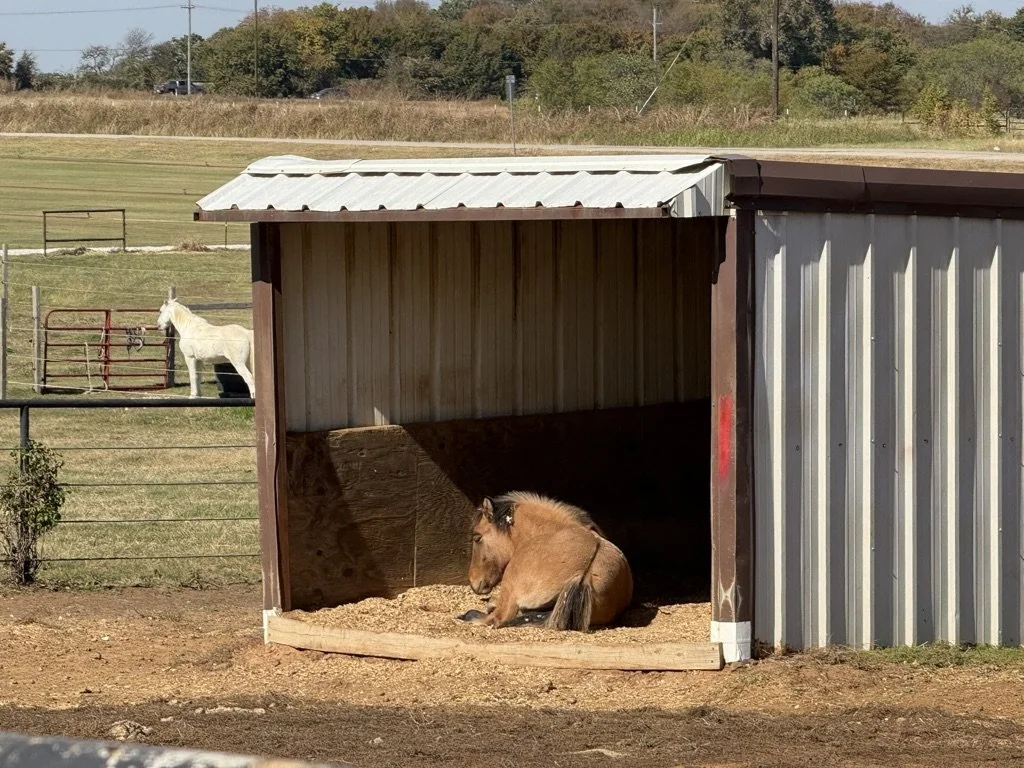 A small horse resting inside a wooden shelter with a metal roof, outdoors on a farm. In the background, a white horse is near a fenced pasture.