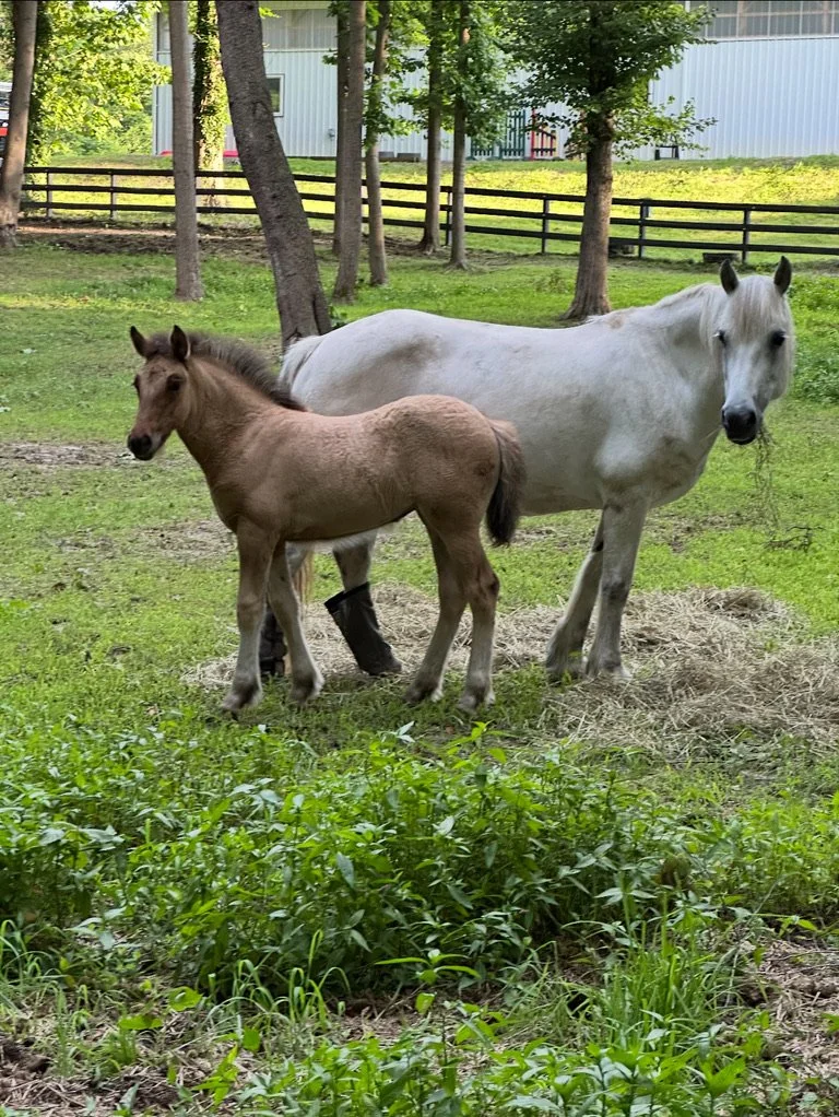 A white adult horse and a brown foal standing on green grass in a fenced yard with trees in the background.