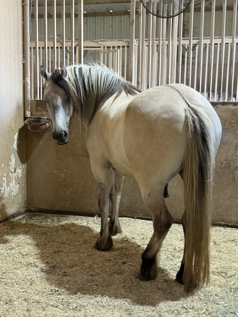 A light-colored horse with a dark mane and tail in a stall, looking back over its shoulder.