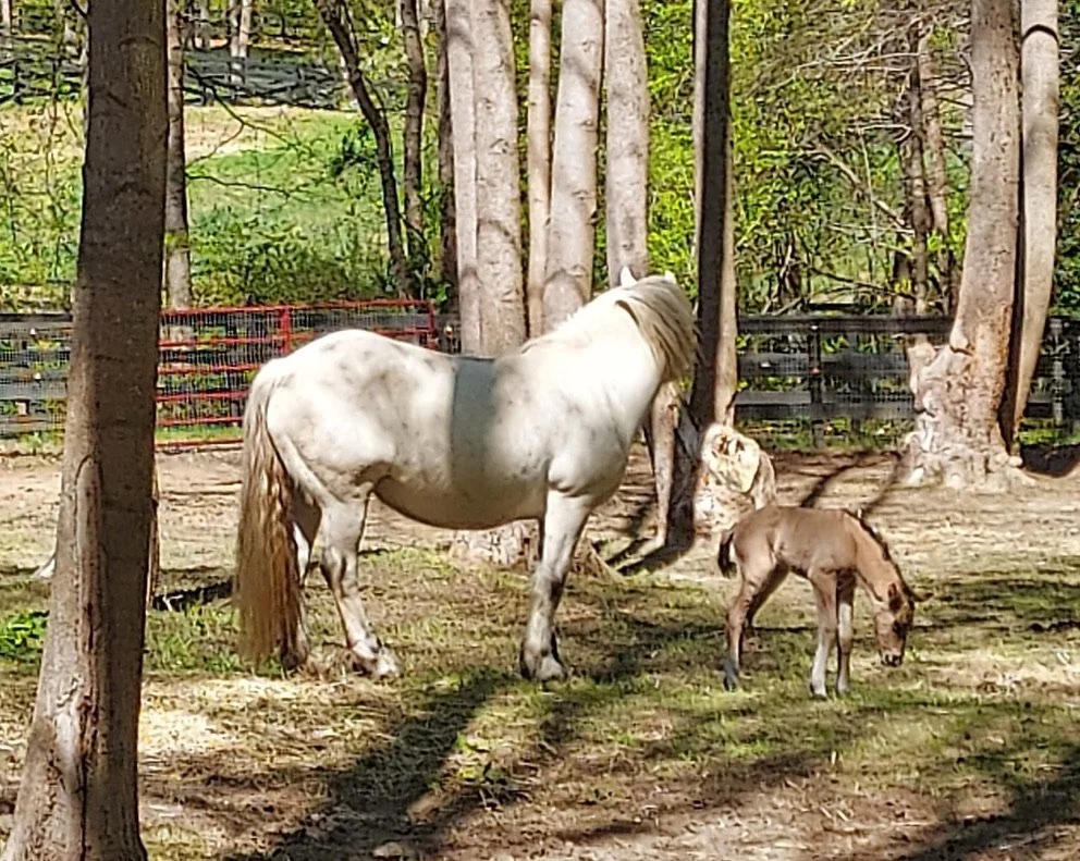 A white horse and a brown foal are standing among trees in a fenced outdoor area.