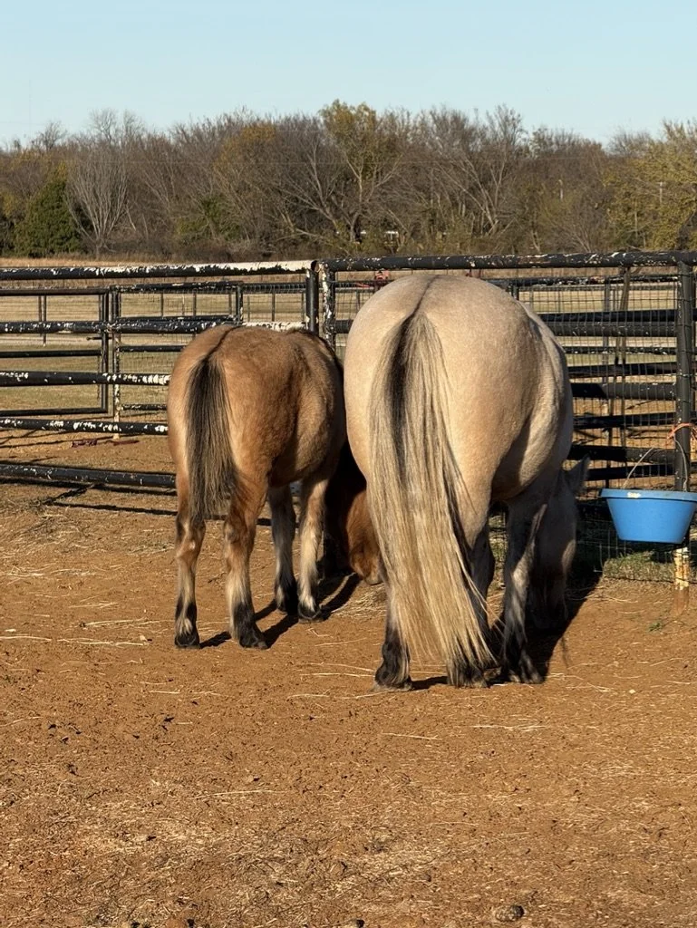 Two horses, one large and tan, and one smaller and brown, grazing in a fenced outdoor paddock with trees in the background.