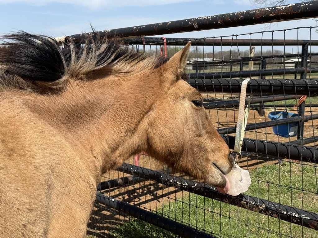 A brown horse at a farm, licking a hanging treat tied to a metal fence outside on a sunny day.
