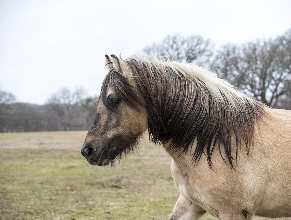 A tan and brown horse with a dark mane standing in a field on a cloudy day.