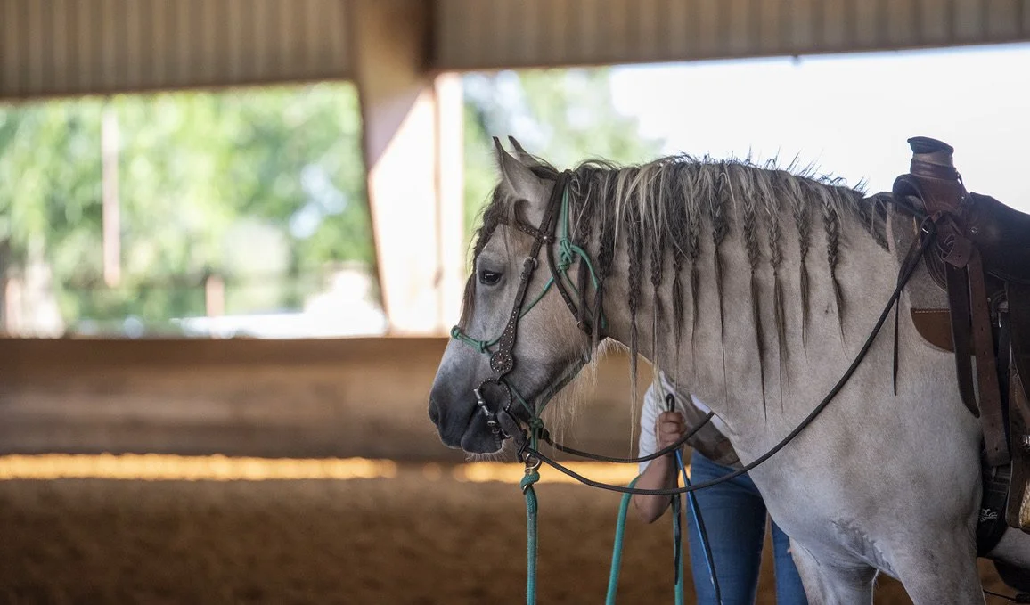 A person holding the bridle of a light-colored horse with braided mane inside an indoor riding arena.