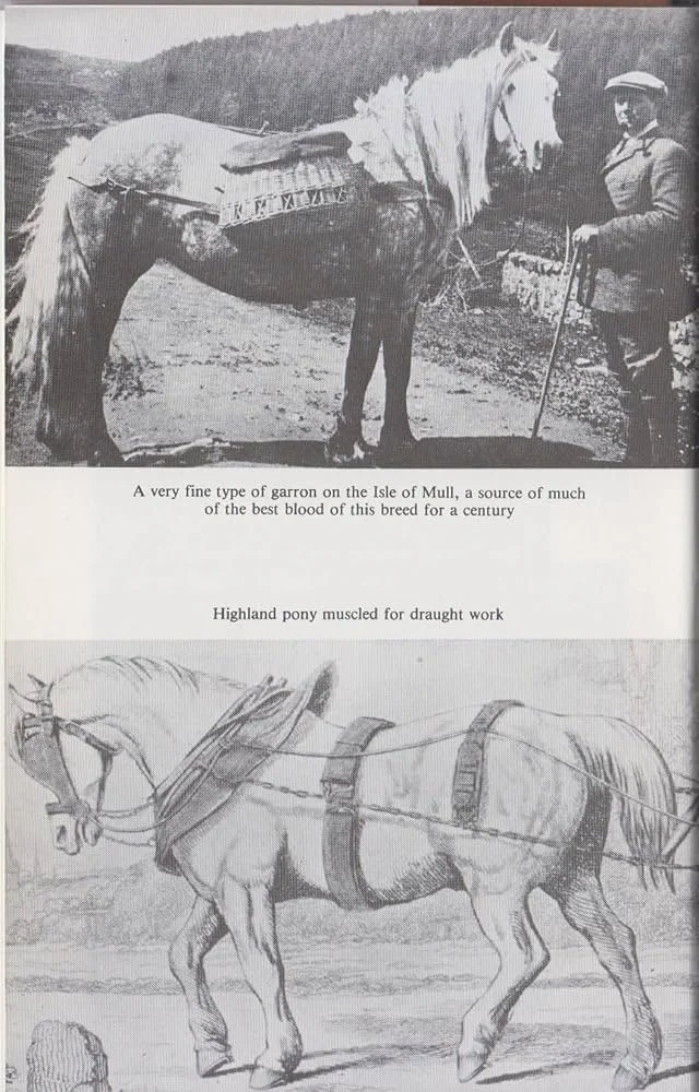 Black-and-white photo of a Highland pony with a man standing beside it, carrying a cart on the Isle of Mull, and a sketch of a Highland pony harnessed for draught work.