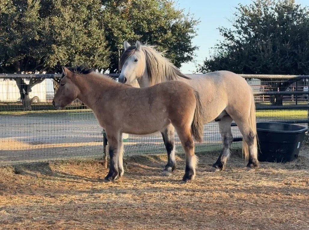 A light-colored horse and a smaller brown horse standing close together outdoors near a fence, with trees in the background.