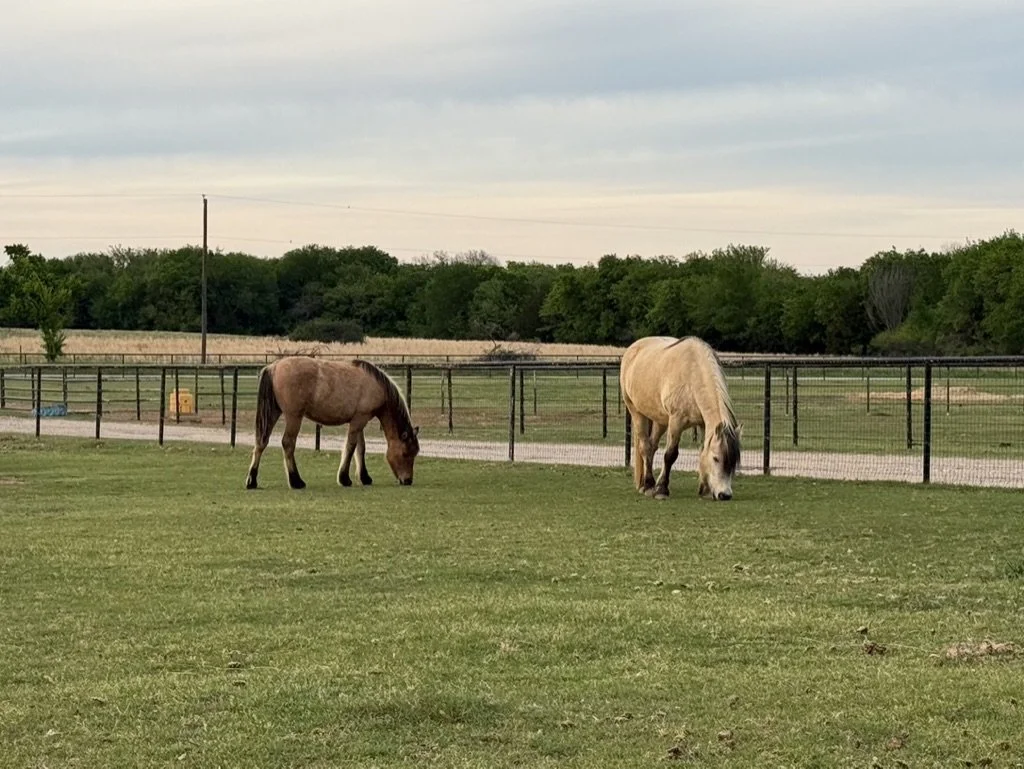 Two horses grazing on a grassy field with a fence, trees and cloudy sky in the background.