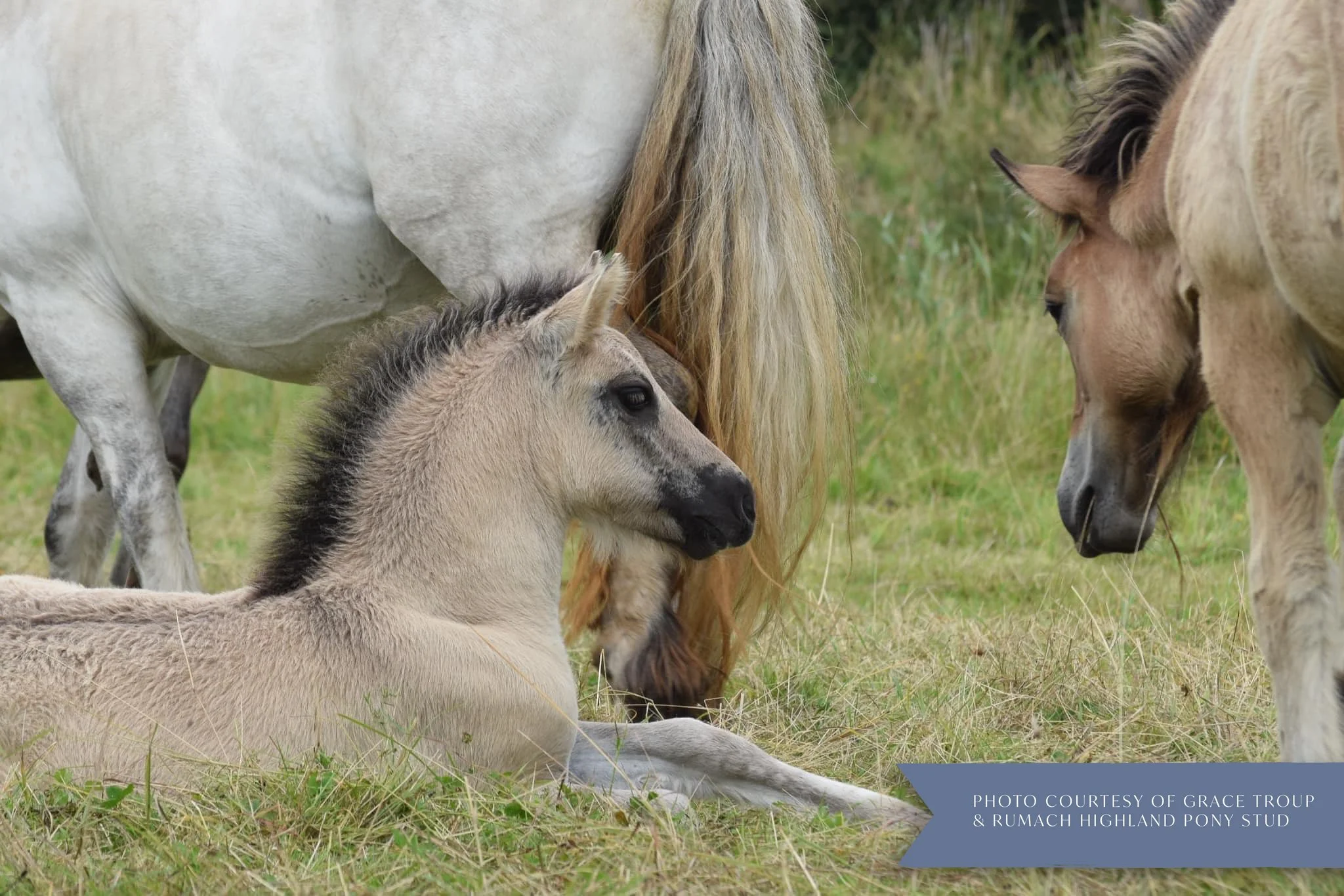 A foal and a mare horse are touching noses in a grassy field. The foal is lying down while the mare stands, and both horses are light-colored with darker manes.