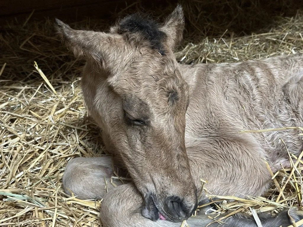 A matted, light-colored foal lying on straw with its eyes closed and its tongue slightly sticking out.