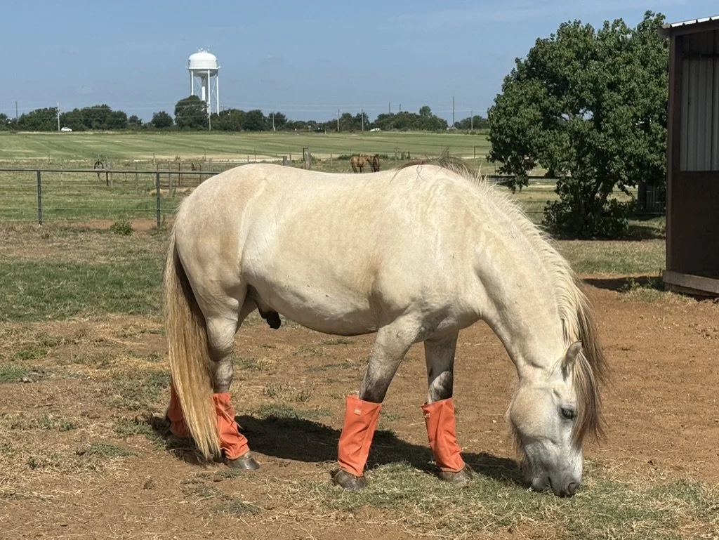 A white horse wearing orange leg protective boots, grazing in a farm field with a water tower and trees in the background.