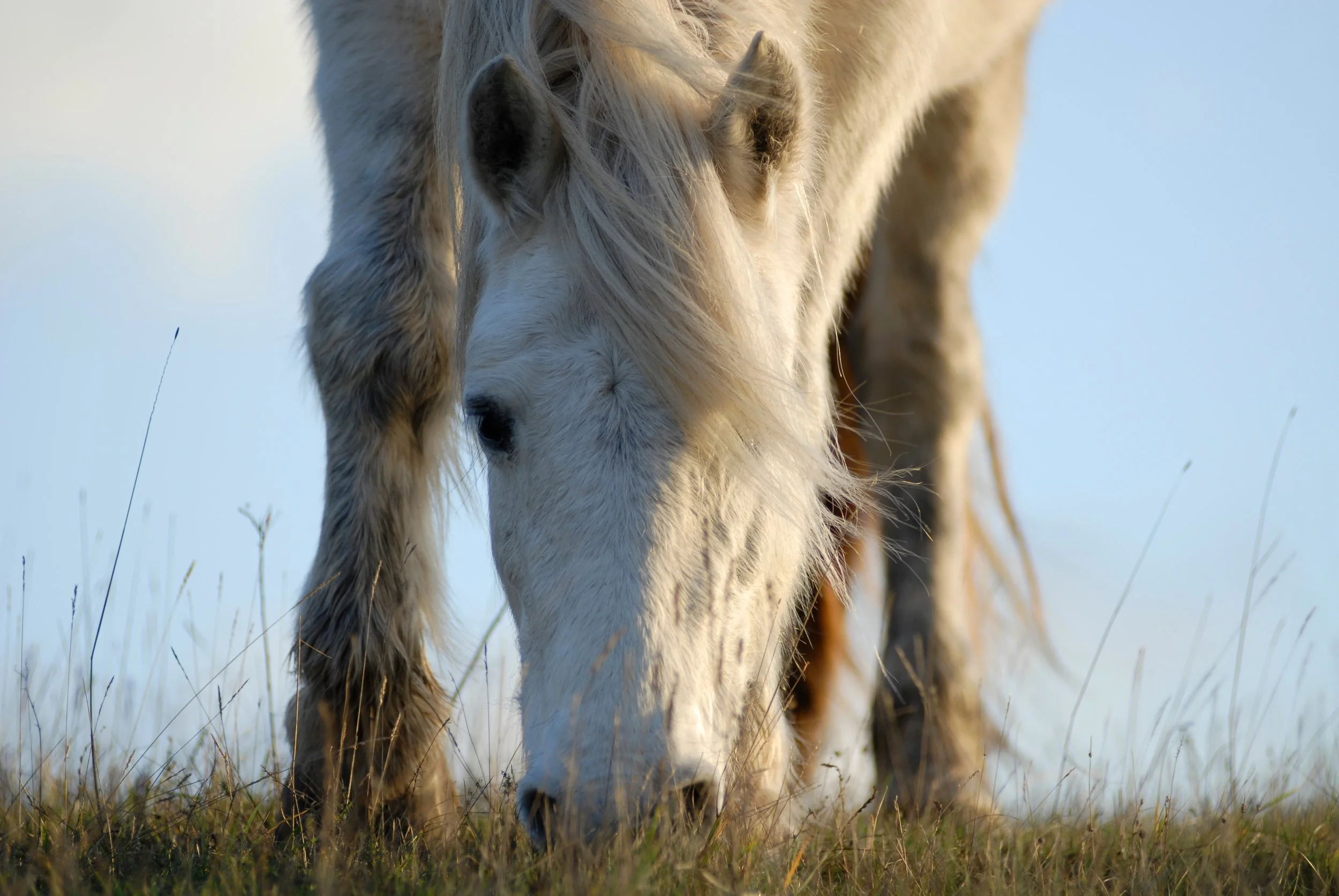 Close-up of a white horse grazing in a field during daylight, with a blue sky in the background.