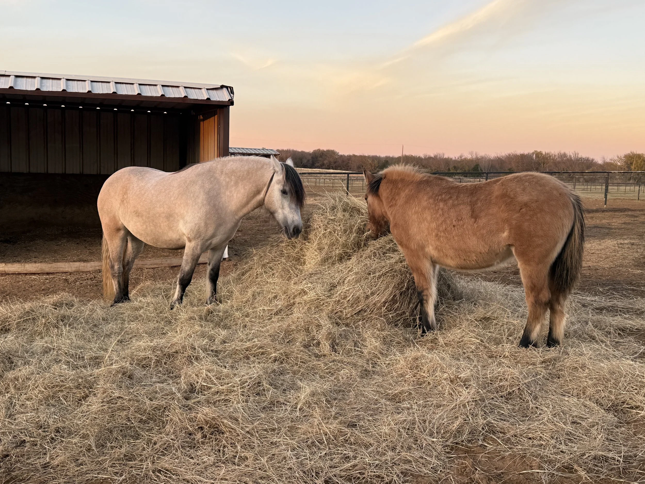 Two horses, one light-colored and one brown, eating hay in a fenced pasture during sunset with a barn on the left and trees in the background.