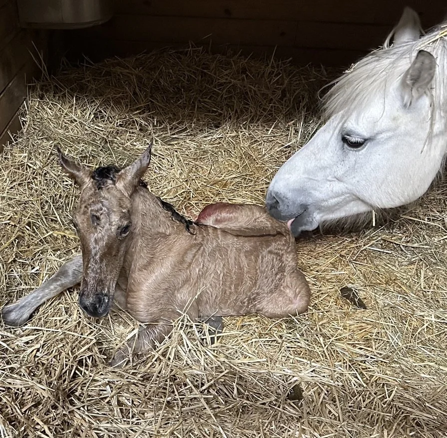 A white horse licking a newborn foal lying on straw in a barn.
