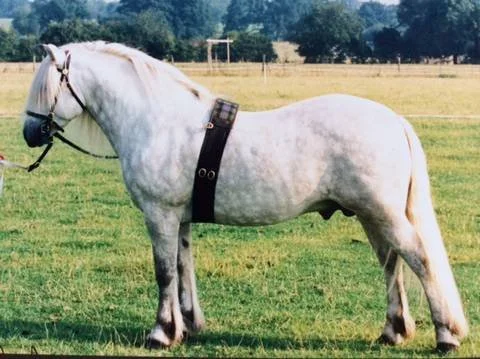 A white horse standing on green grass in a field with trees and a power line in the background.