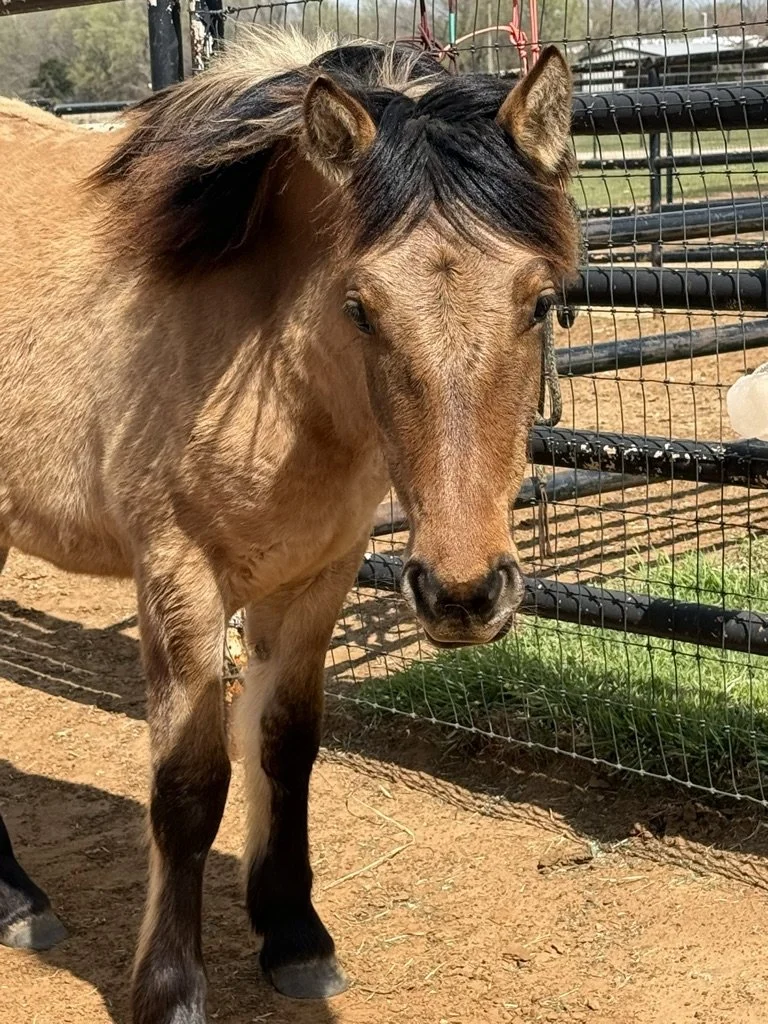 A young palomino horse with a darker mane standing near a wire fence on a dirt ground, with trees and a sunny sky in the background.