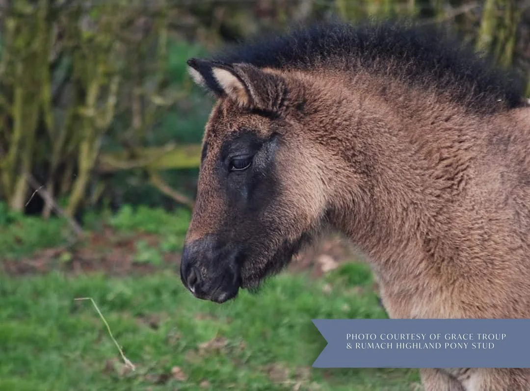 A close-up of a brown horse's head turned downward, with a dark mane and a black muzzle, standing on grass