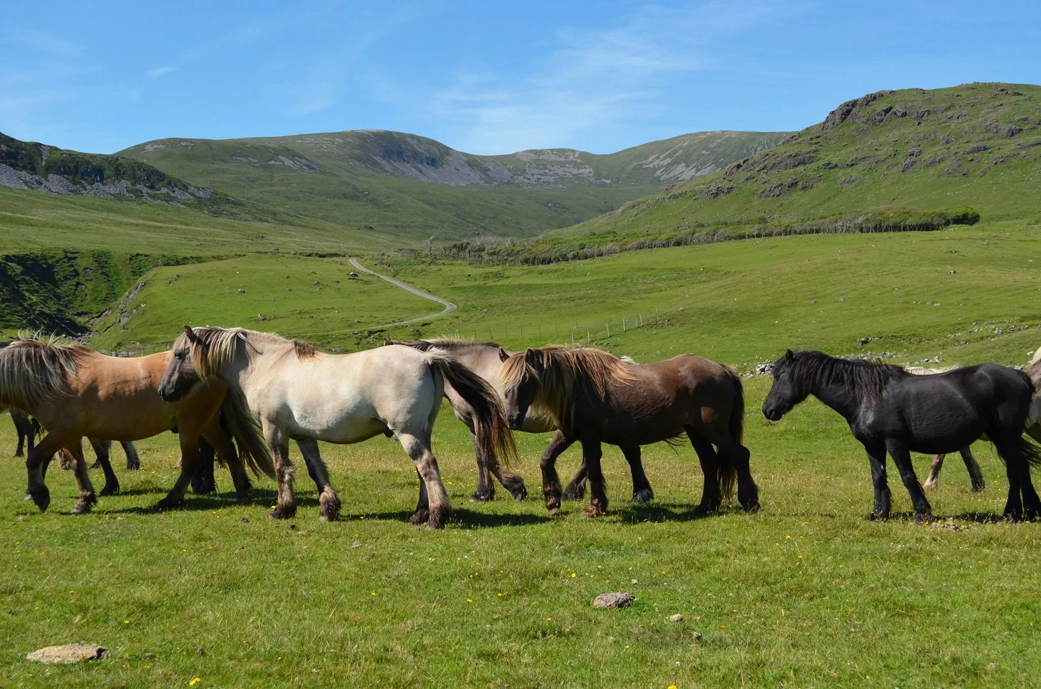 A group of horses grazing on a grassy field with green hills and mountains in the background under a clear blue sky.