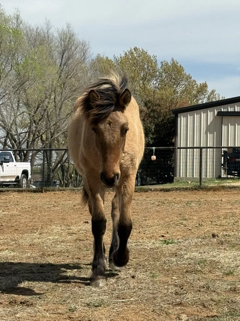 A light brown horse with a dark mane walking towards the camera in a backyard with a fenced area, trees, a garage, and a parked white truck.
