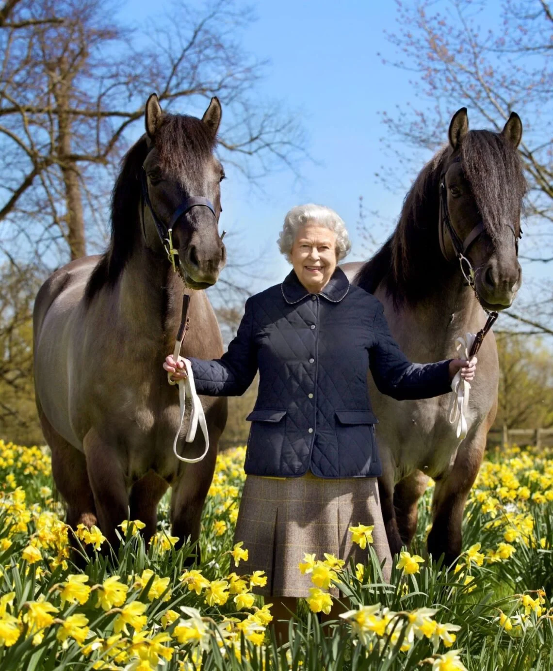 An elderly woman standing in a field of yellow flowers, holding the reins of two large dark brown horses, with leafless trees in the background on a sunny day.