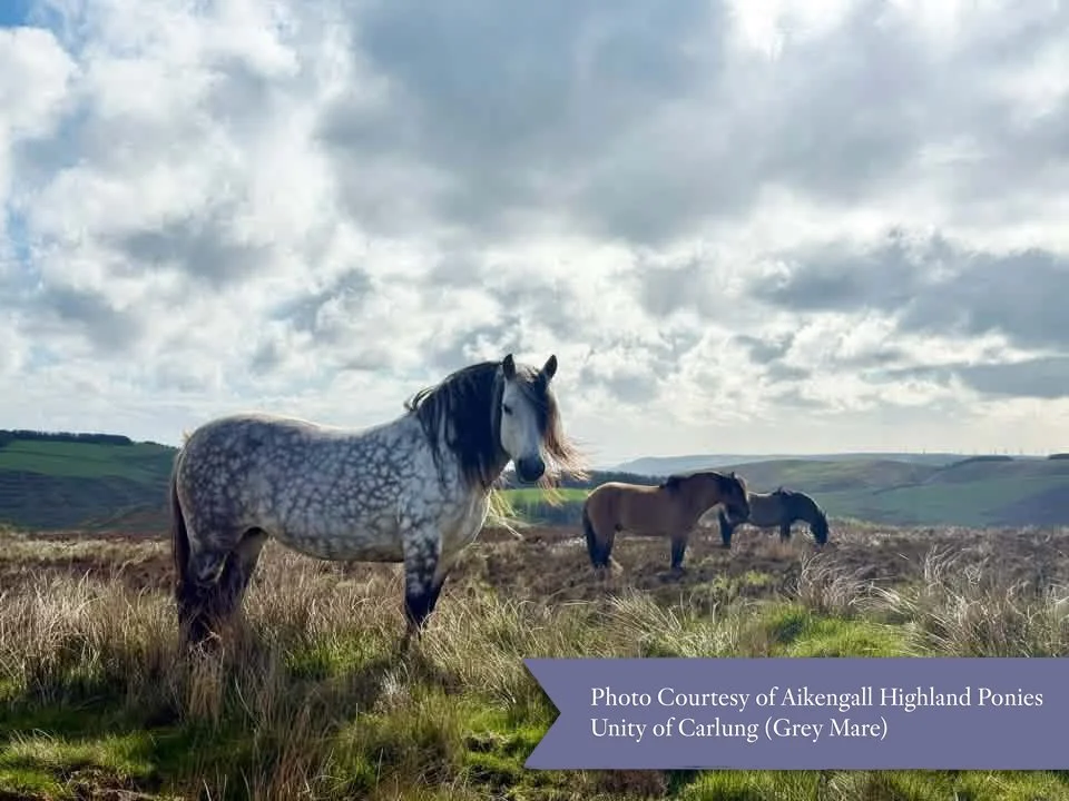 Three horses grazing in a grassy field under a cloudy sky, with rolling hills in the background.