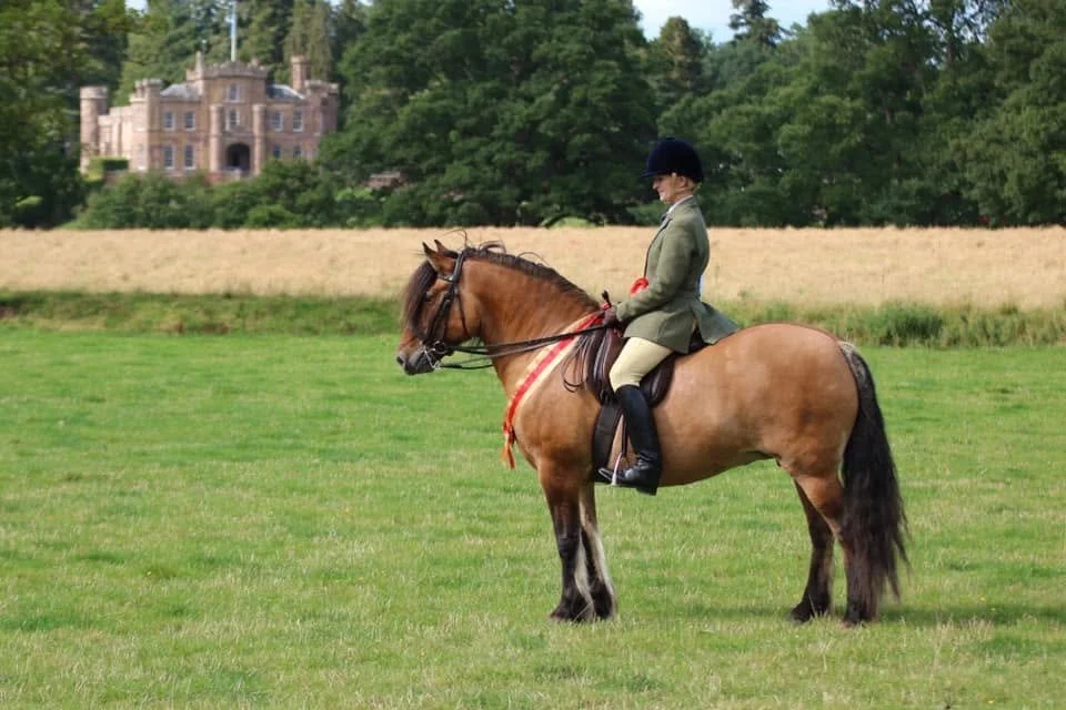 Person in equestrian attire riding a light brown horse in a grassy field with a historic castle in the background. Yellow dun. Highland pony. Working hunter.