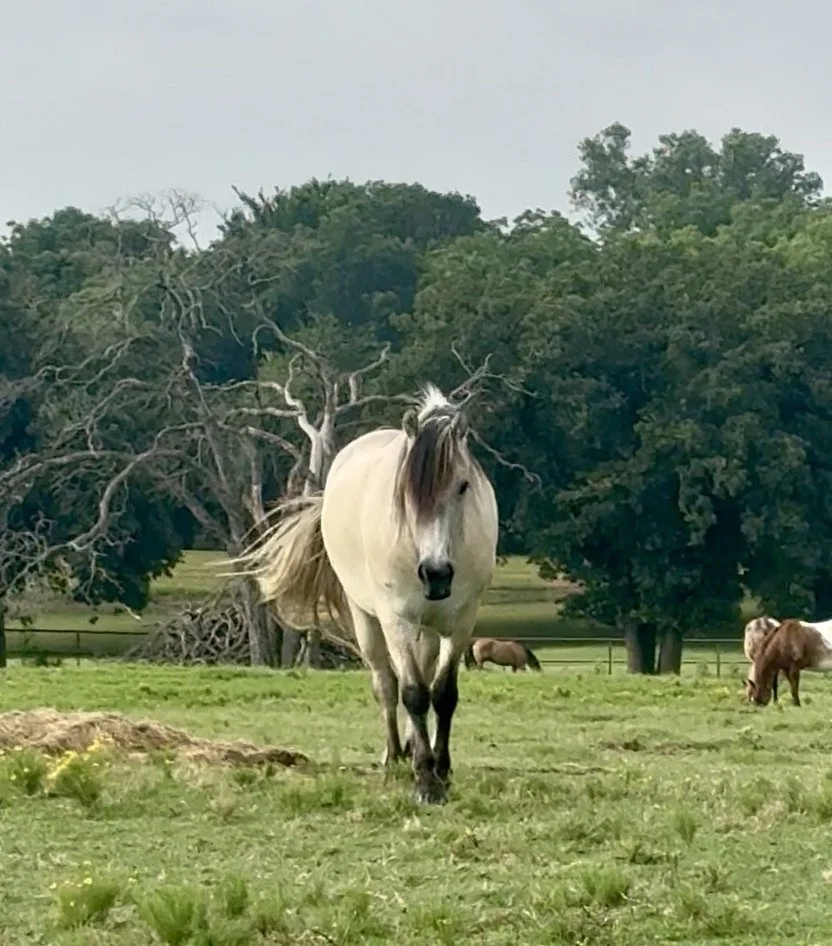 A white horse with a dark mane walking towards the camera in a green field, with trees and other horses in the background.