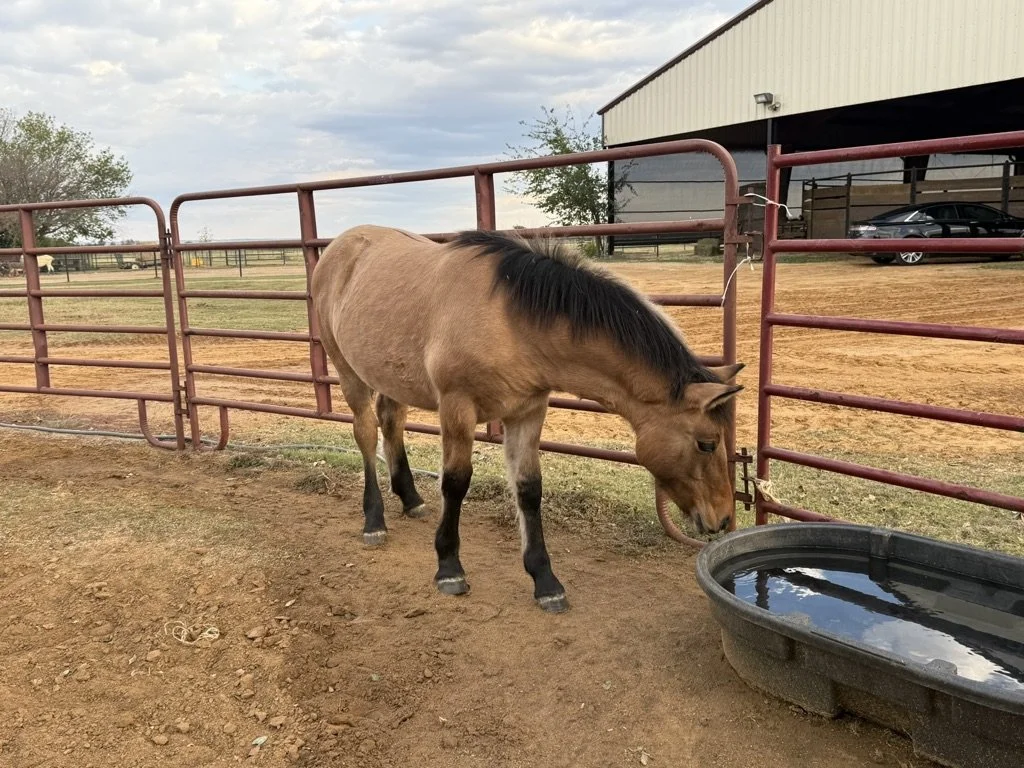 A brown horse with a black mane drinking water from a black rubber feed bucket in a fenced outdoor area of a farm or stable.