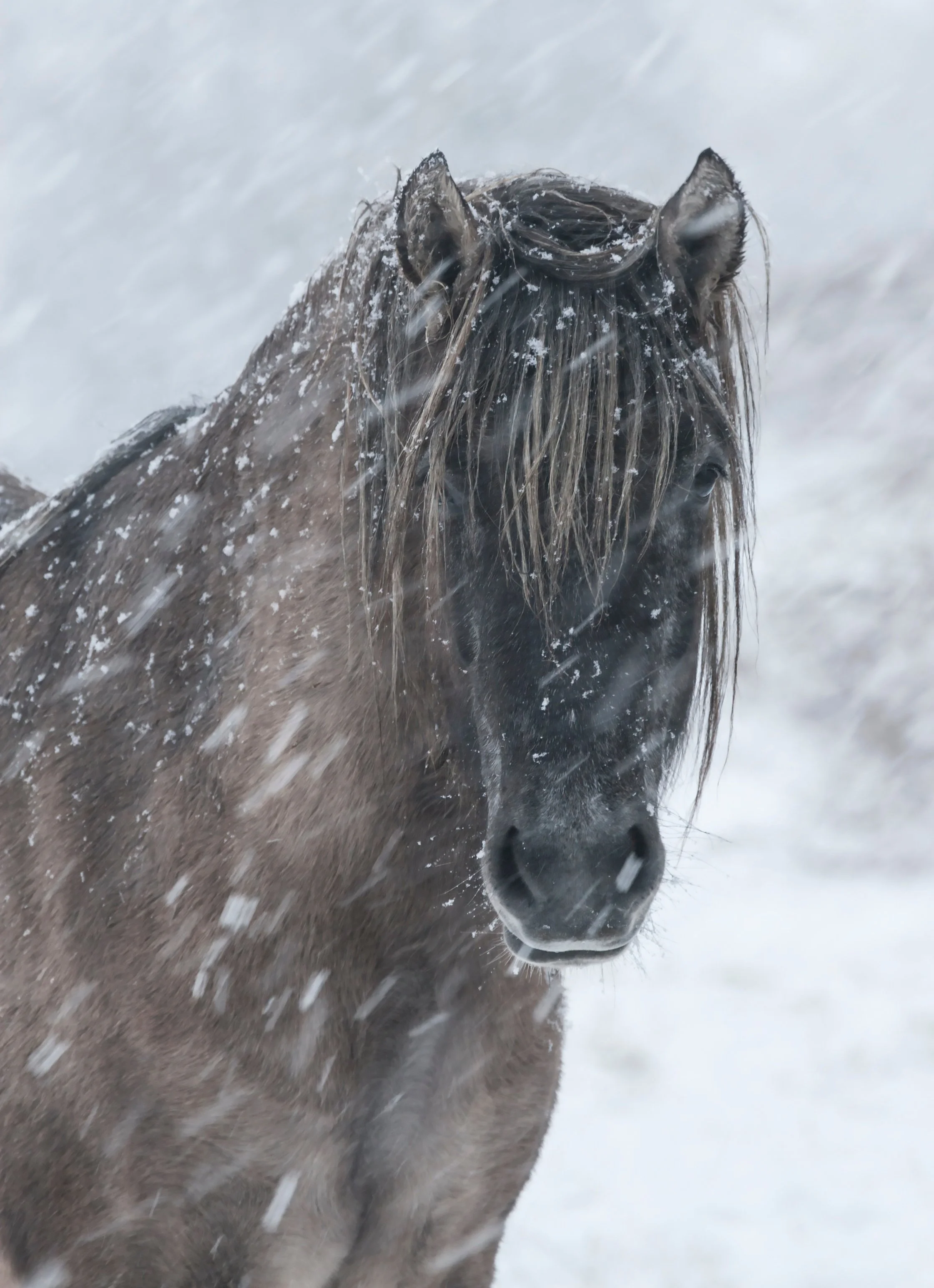 A close-up of a horse's head in snow, showing snow on its face and wet mane, with snow falling around.