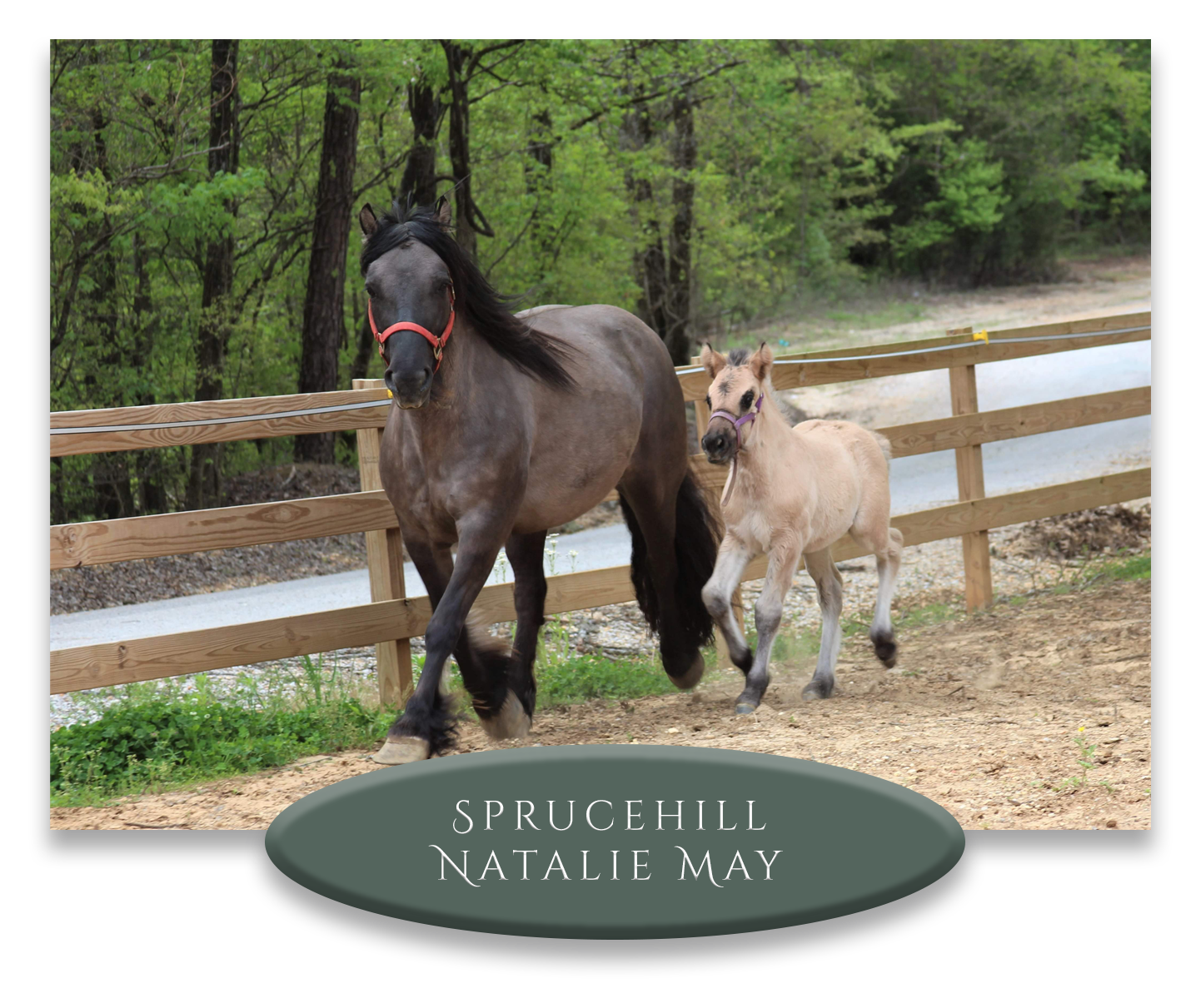 Two horses, one adult and one foal, running along a dirt path surrounded by trees and a wooden fence, with a sign at the bottom reading 'Sprucehill Natalie May.'