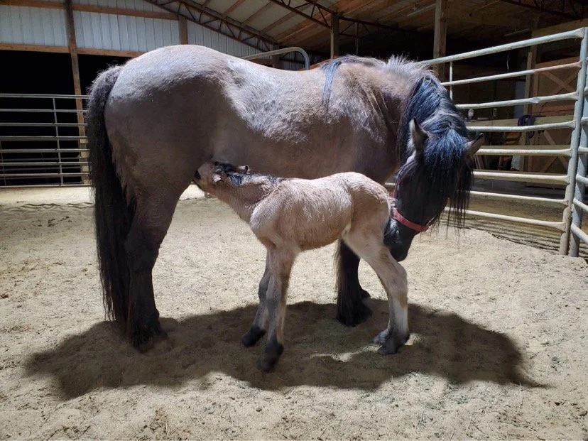 A foal nursing from its mother horse in an indoor stable with metal railings and a dirt floor.